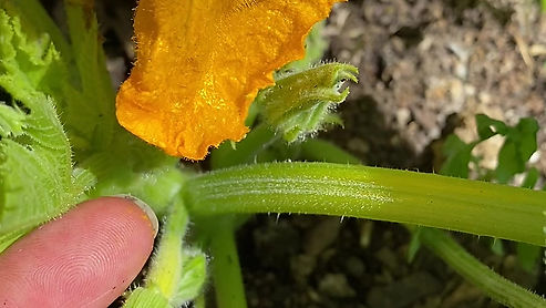 How to differentiate between female & male zucchini flowers
